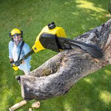 Lawn Renovation and Restoration in Homestead Meadows North, TX