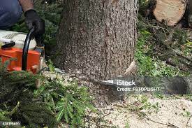 How Our Tree Care Process Works  in  Homestead Meadows North, TX