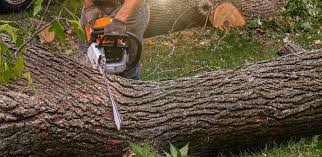 Reliable Homestead Meadows North, TX Tree Services Solutions