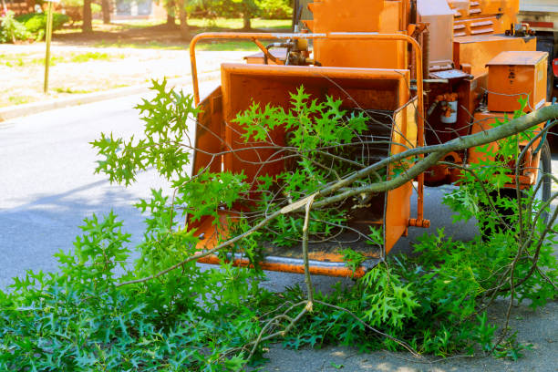 Best Tree Mulching  in Homestead Meadows North, TX